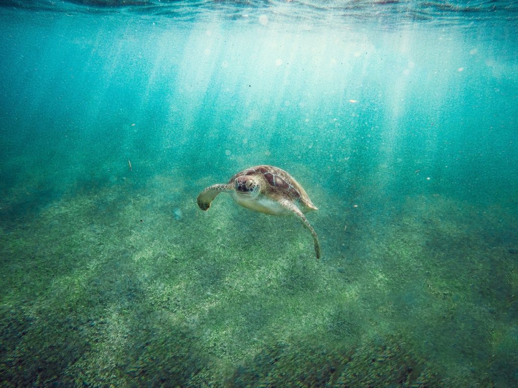 Tortuga en el mar
