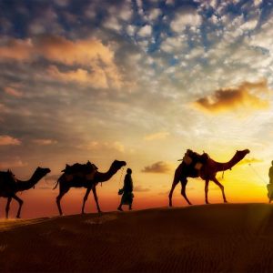 Outback & Camel Safari