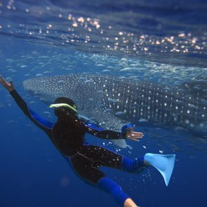 Whale Shark Encounter
